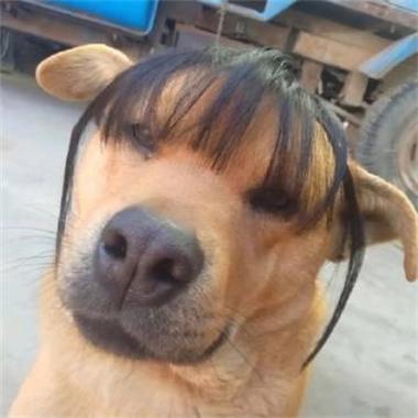 特殊头像图标