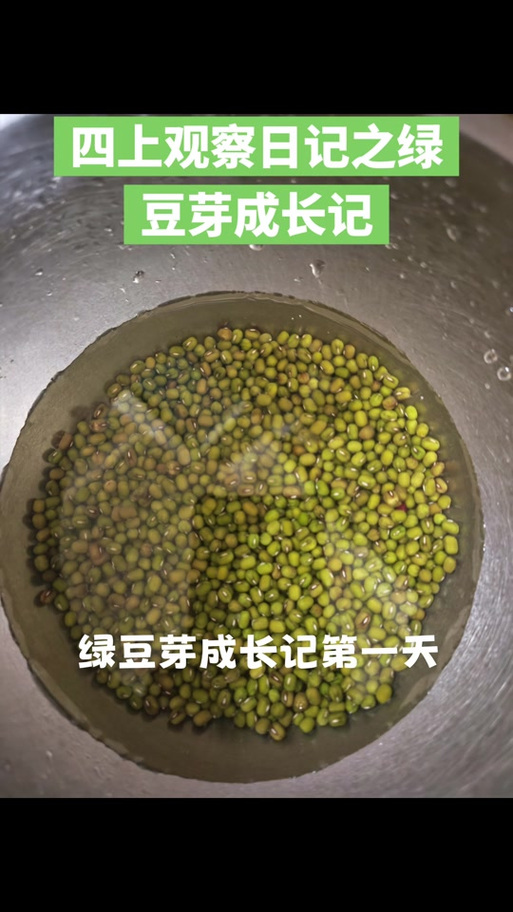 豆芽生豆芽的方法缩略图