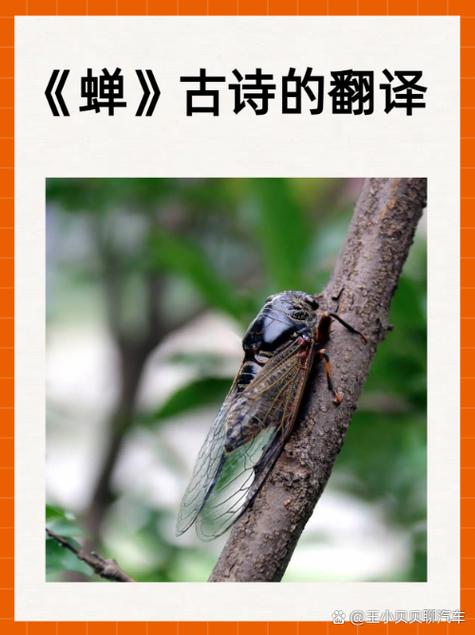 蝉的寓意和象征缩略图