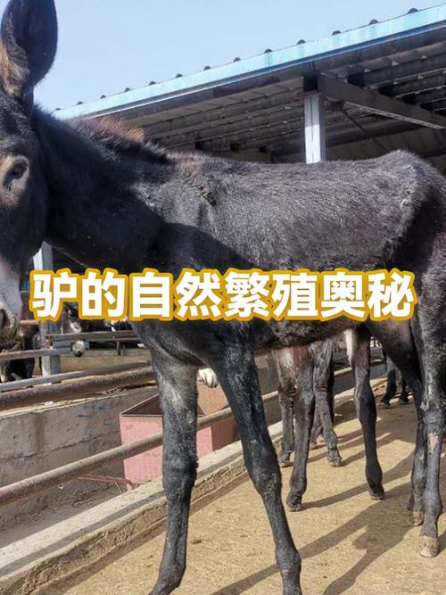 动物为什么知道繁殖