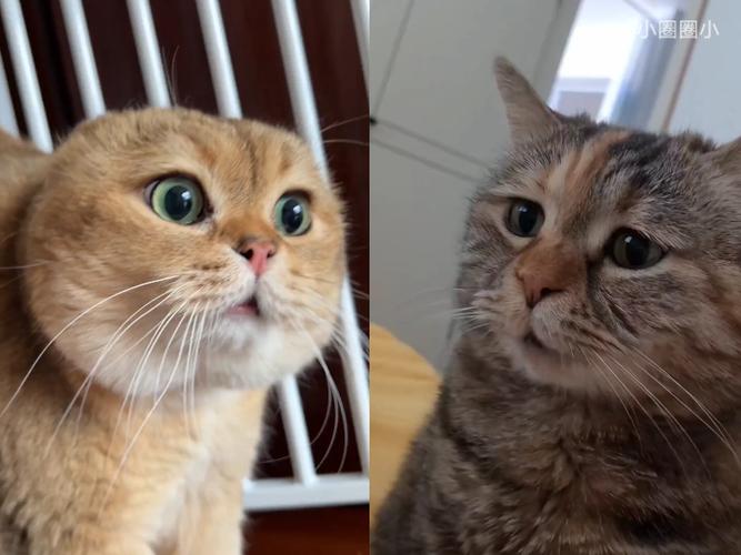 猫咪交谈表情包缩略图