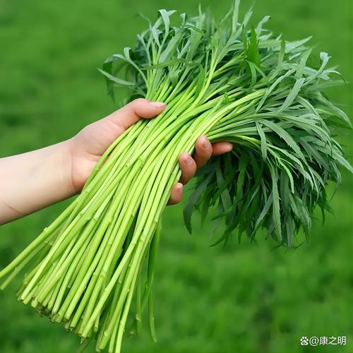 蒿属植物