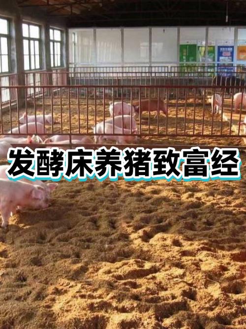 致富经2018全集养猪缩略图