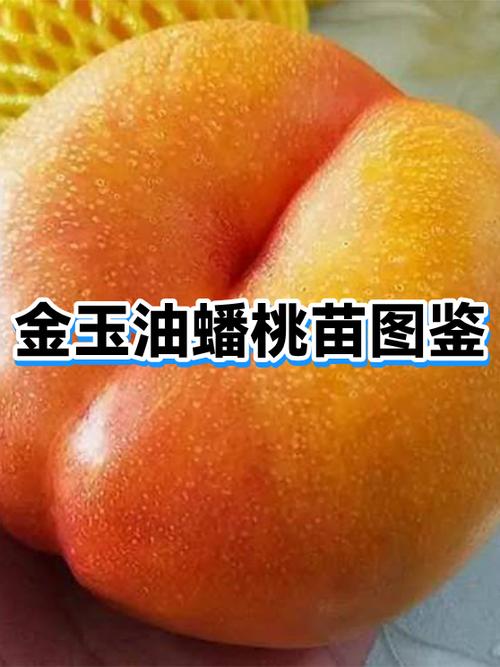蟠桃图片大全大图
