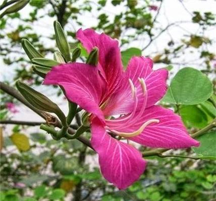 紫荆花香烟多少一包缩略图