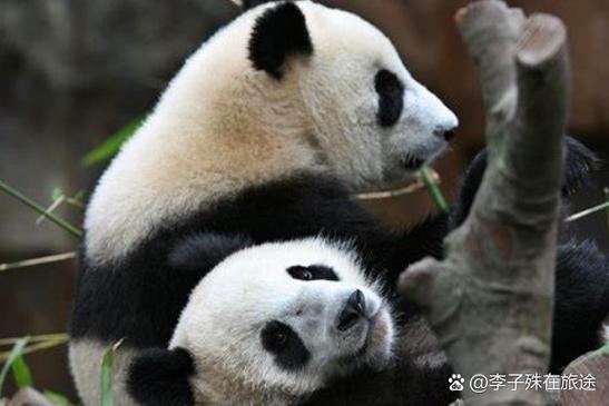 一对龙凤胎图标