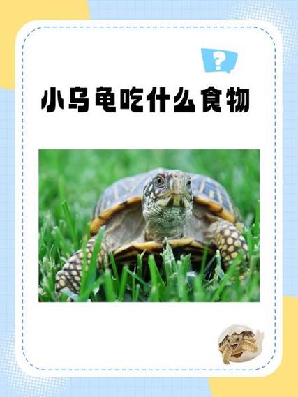 乌龟可以吃吗?图标