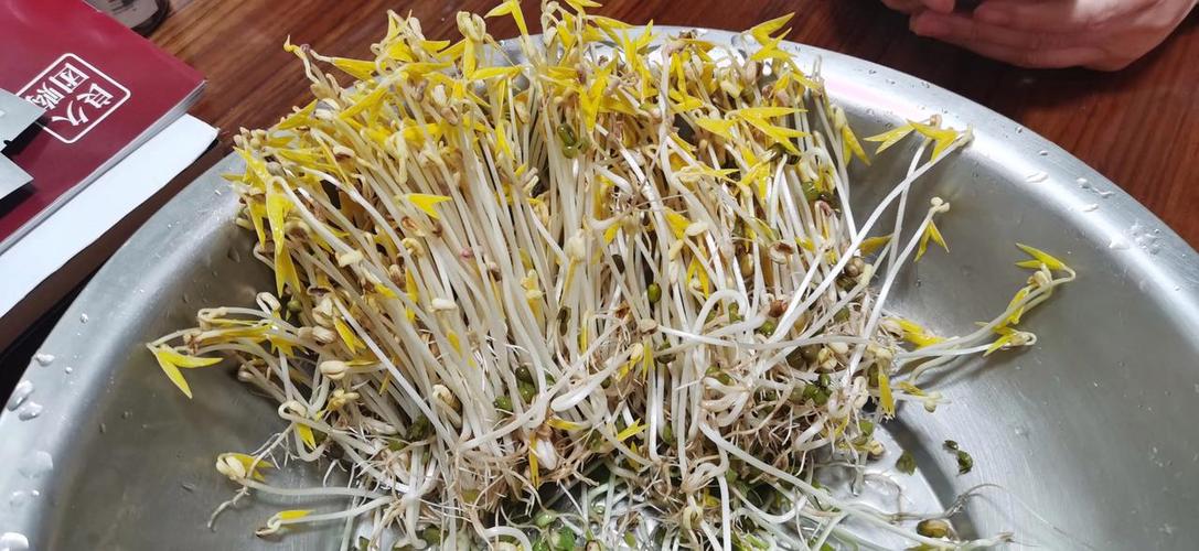 芽菜和豆芽是一样的吗游戏截图