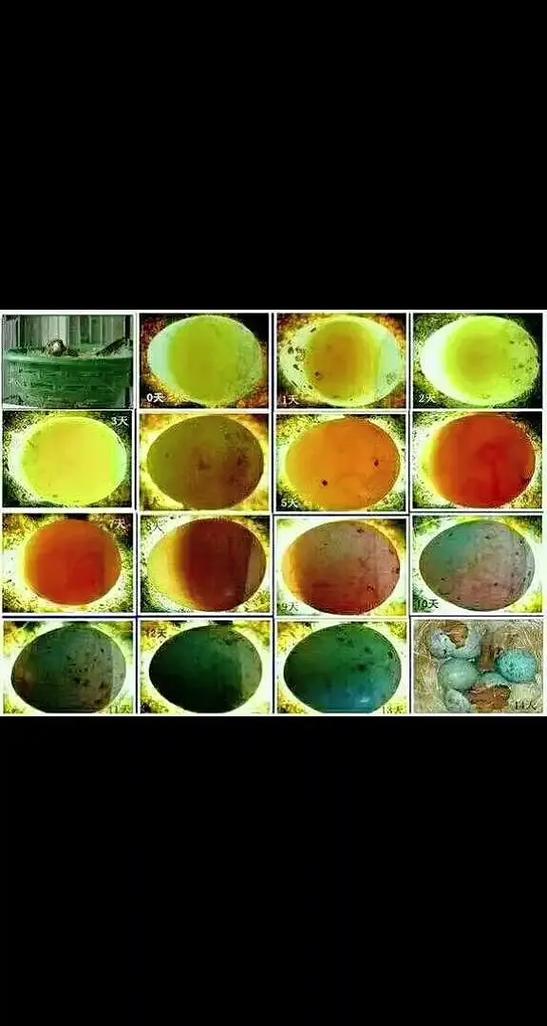 鸟蛋孵化过程照蛋图图标