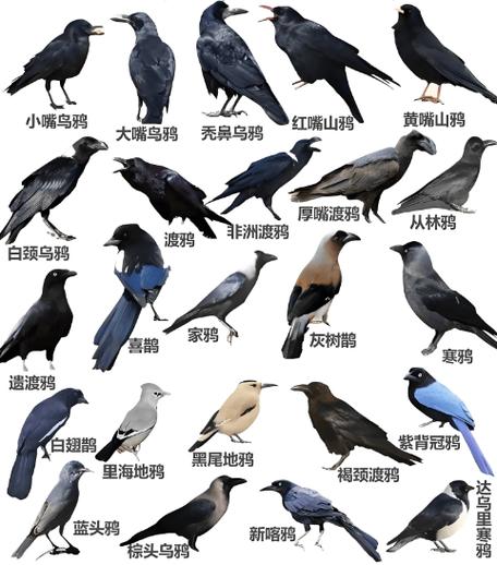 常见鸟类100种图片游戏截图