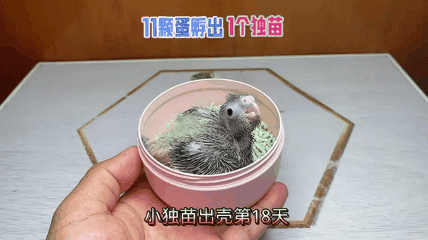 玄凤鹦鹉蛋孵化多久出壳图标