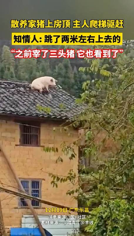 猪猪视频ios苹果版图标