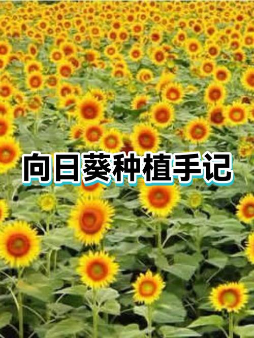 电脑睡眠向日葵能唤醒吗