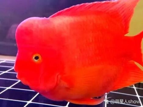 养鹦鹉鱼的10大忌图标