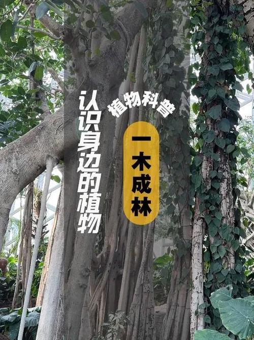 二木不成林打一字