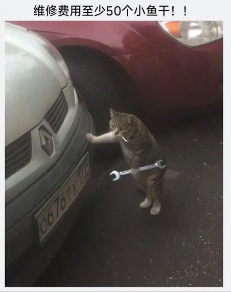 喵喵点赞缩略图
