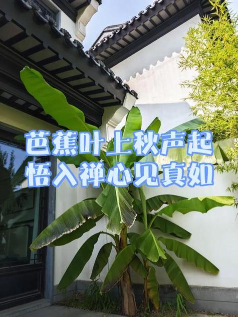 多事芭蕉阅读理解答案缩略图