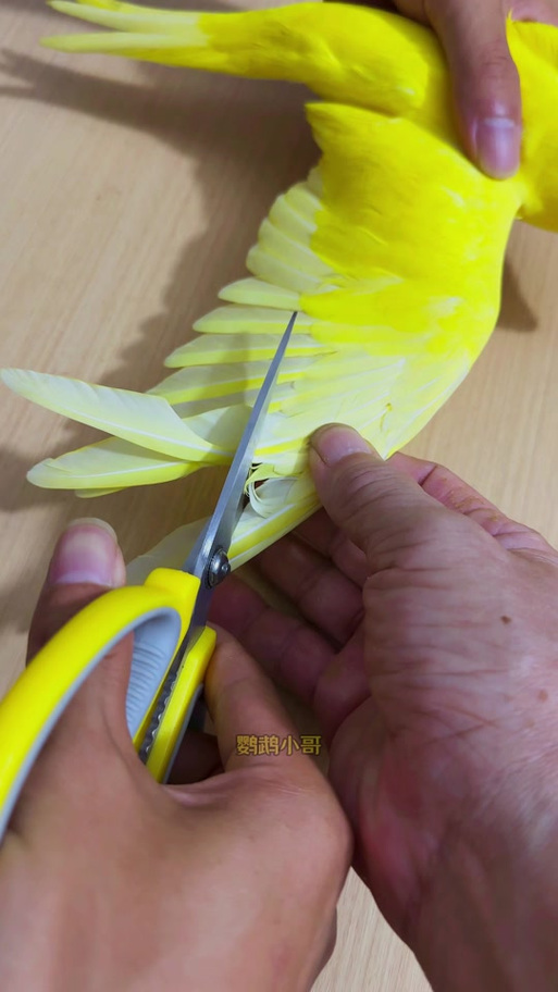 如何自制鹦鹉玩具图标