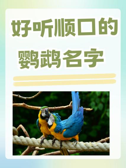 招财最厉害鹦鹉