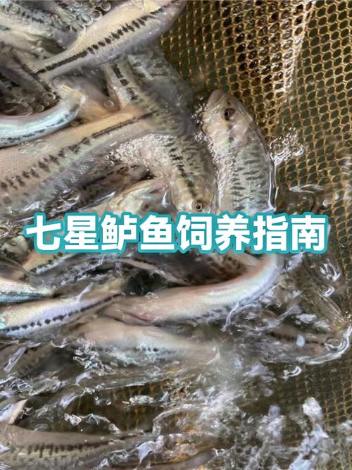 鱼缸养鱼喂食多久喂一次缩略图