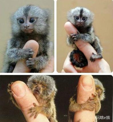 袖猴图片大全图标