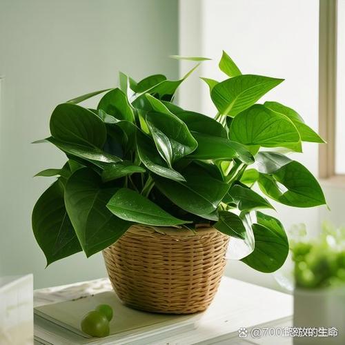 绿萝缩略图