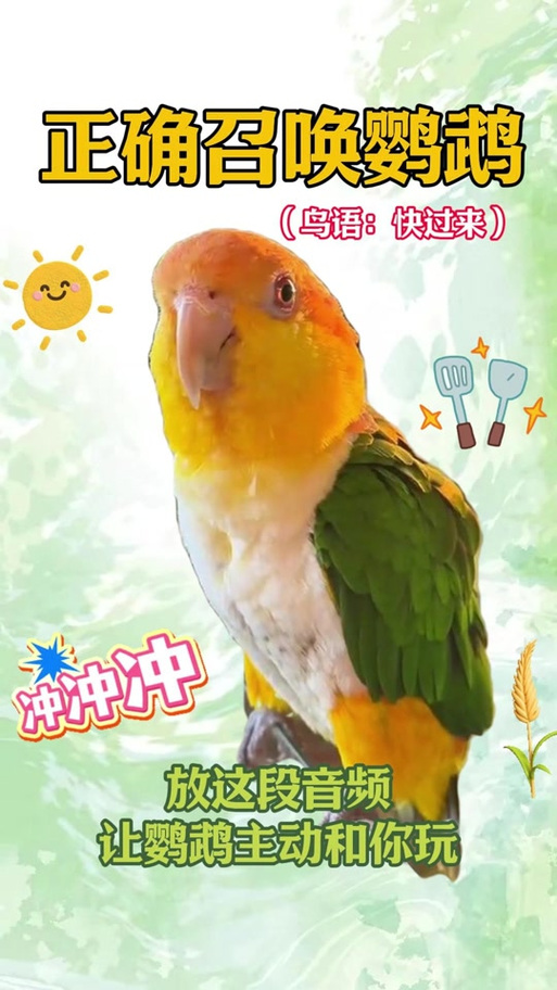 小鸟翻译器在线翻译图标