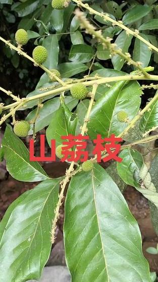 山荔枝根图片缩略图