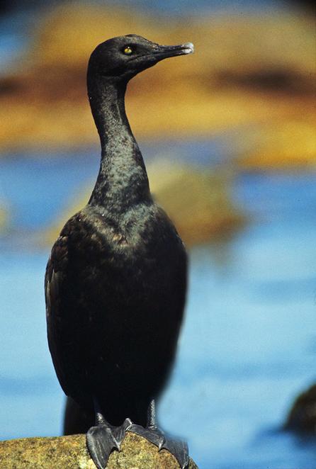 Cormorant