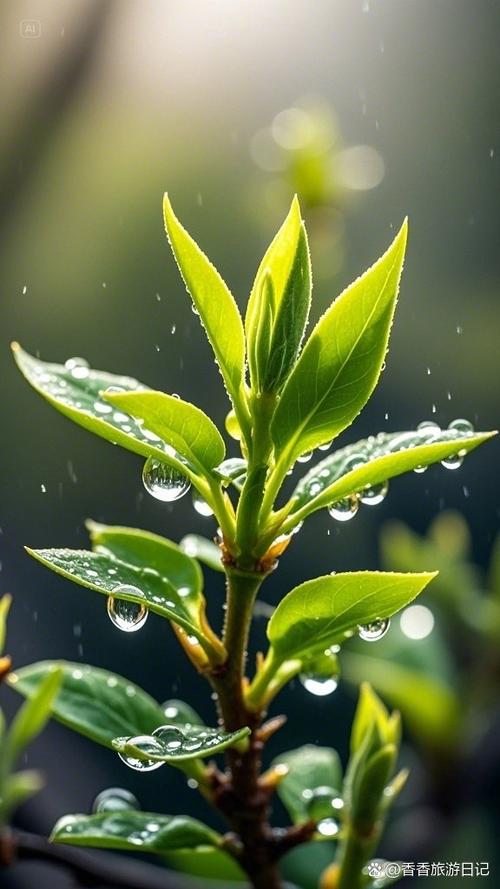 清晨雨露微信名寓意