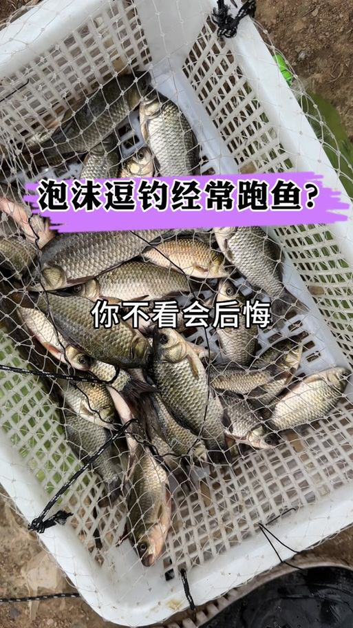 泡沫拉钓鲫鱼视频图标