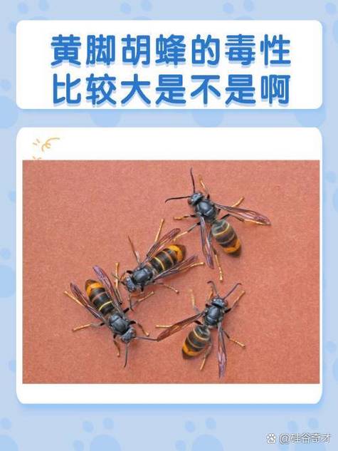 微微有毒在线阅读
