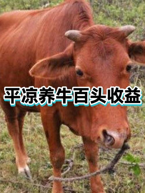 养1000头牛可以挣多少钱