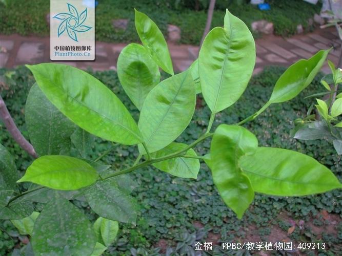 金桔树叶子掉光还长吗游戏截图