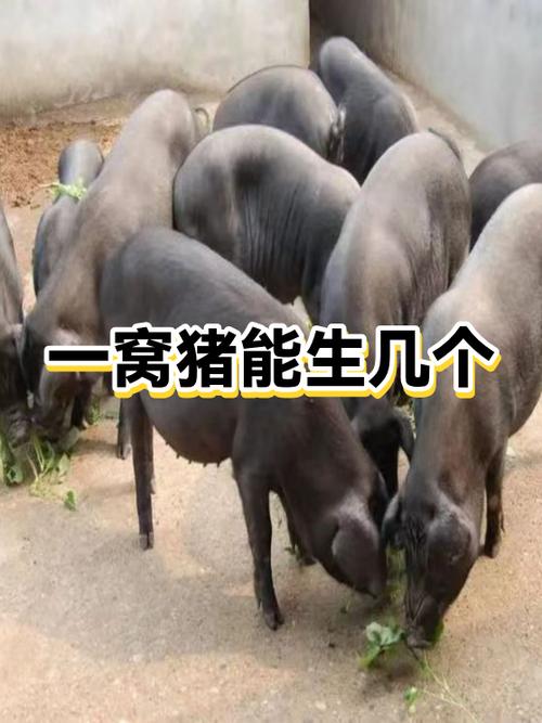 养10头母猪一年的利润缩略图