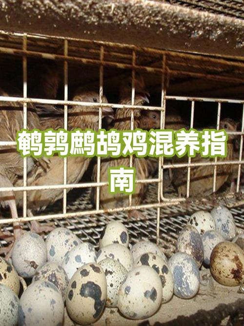 鹧鸪鸡缩略图