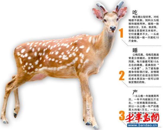 一只鹿多少钱游戏截图