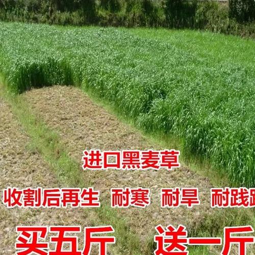 喂草鱼种植什么草好草籽缩略图