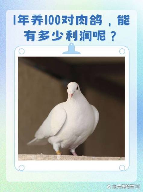 养100只鸽子一年能赚多少钱缩略图