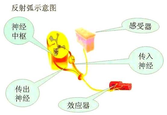 网络反射弧什么意思