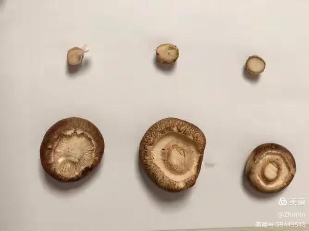 长得像小蘑菇的符号图标