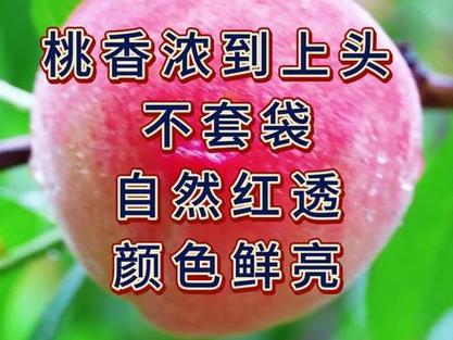 五月霸桃品种简介缩略图