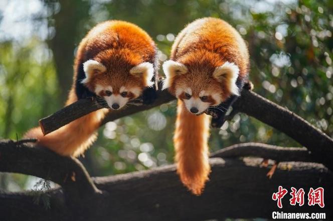 两人森林 浴火小熊猫缩略图