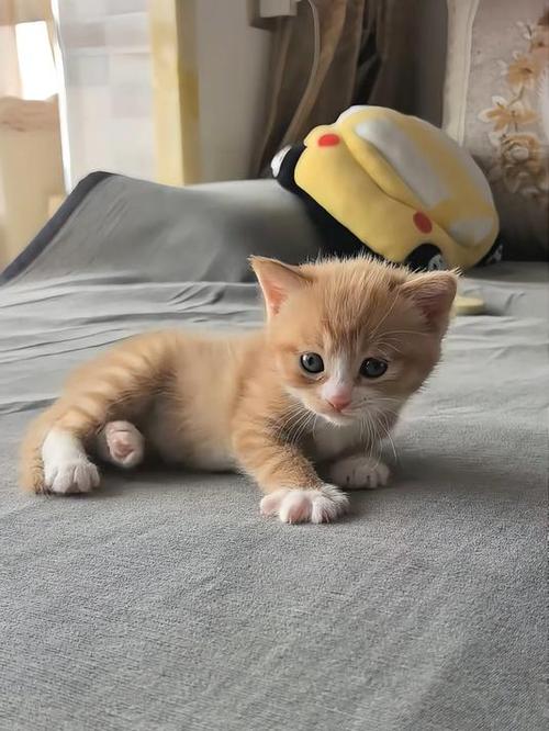 橘猫好养吗缩略图
