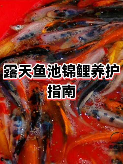 攒钱养锦鲤APP官网下载缩略图