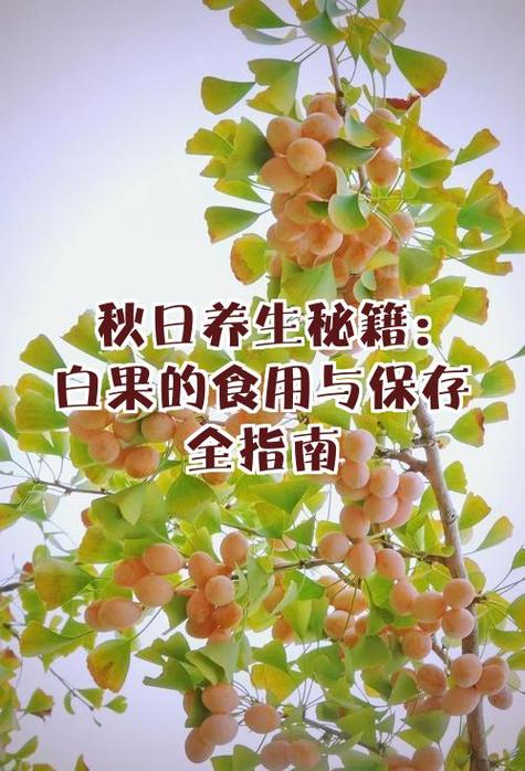 白果那层薄皮能吃吗