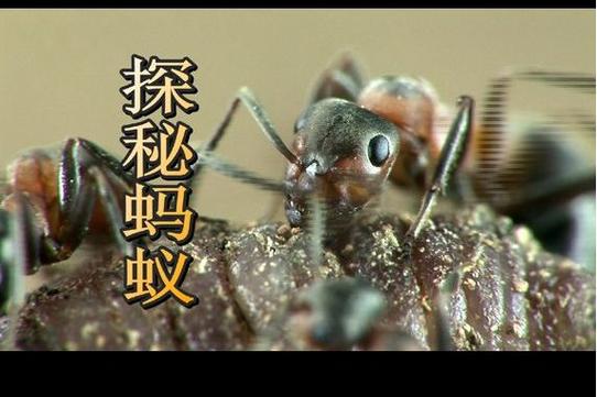 网络语小蚂蚁是啥意思