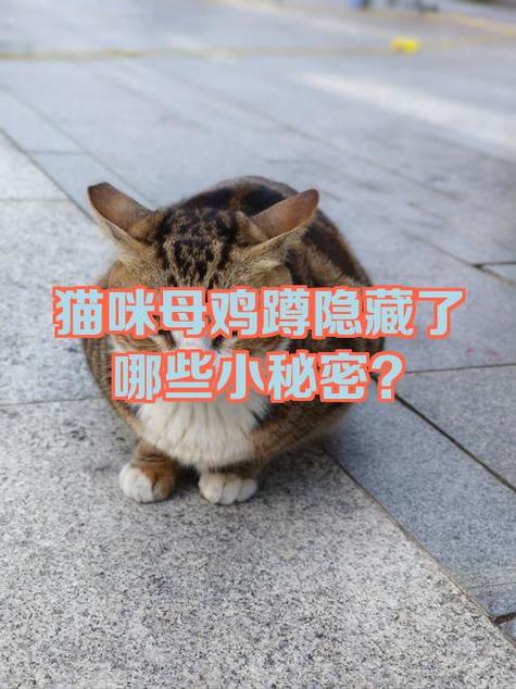 蹲的网络暗语是什么