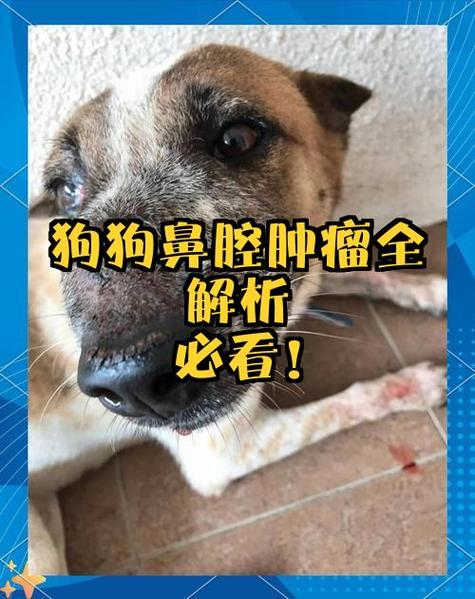 狗狗常见的8种肿瘤图片