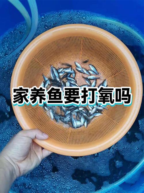 鲤鱼需要打氧吗